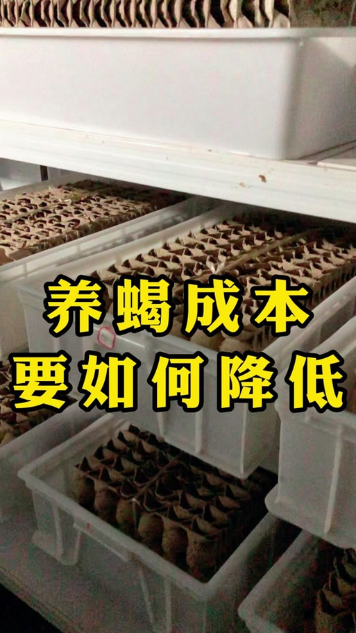 南方蝎子养殖技术视频，关键要点有哪些？-图2