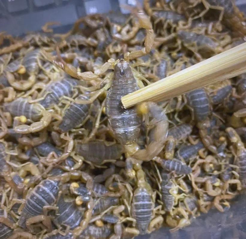 南方蝎子养殖技术视频，关键要点有哪些？-图1