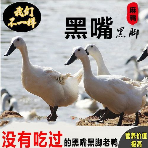 黑嘴鸭有哪些常见品种？-图1