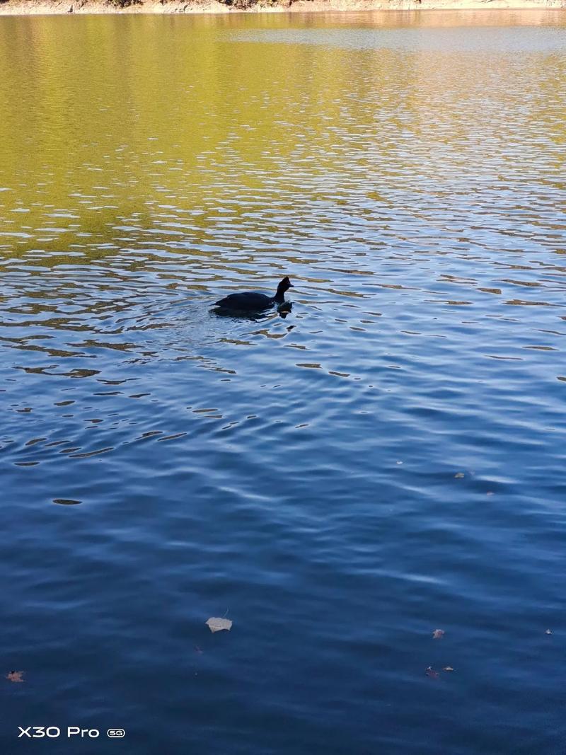 黑嘴鸭有哪些常见品种？-图3