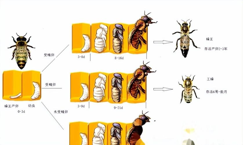 蜂王人工自然交配技术如何实现？-图2