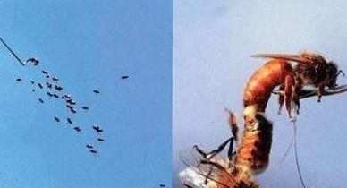 蜂王人工自然交配技术如何实现？-图3