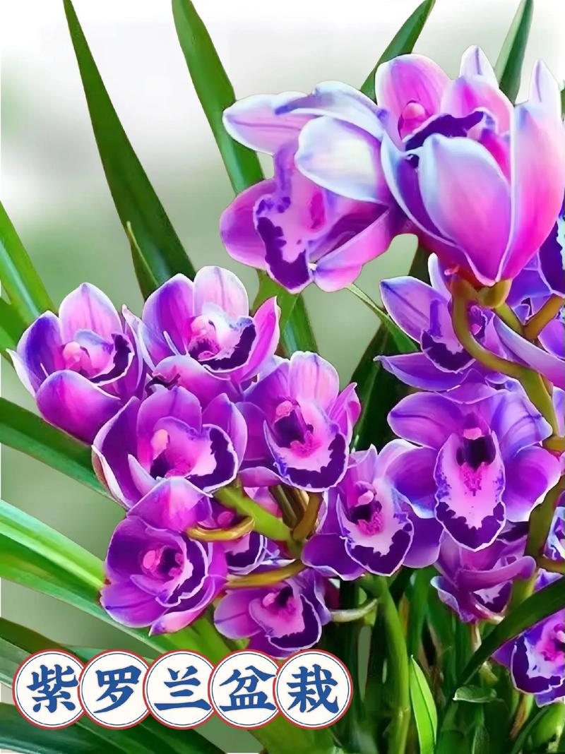 紫罗兰不同品种花期有何差异?-图2 紫罗兰不同品种花期有何差异?-图2