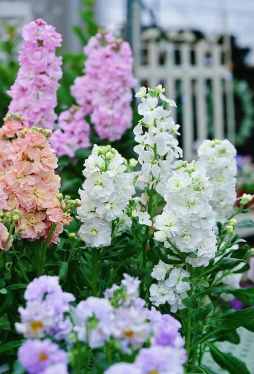 紫罗兰不同品种花期有何差异?-图1 紫罗兰不同品种花期有何差异?-图1