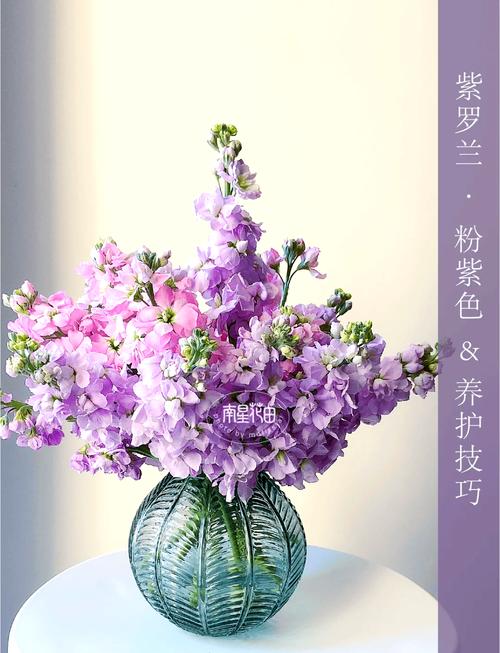 紫罗兰不同品种花期有何差异?-图3 紫罗兰不同品种花期有何差异?-图3