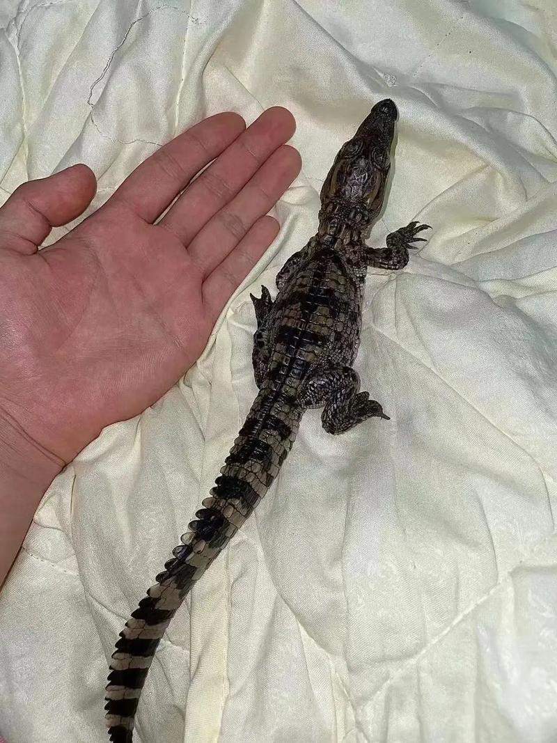 鳄鱼养殖选什么品种最合适？-图1