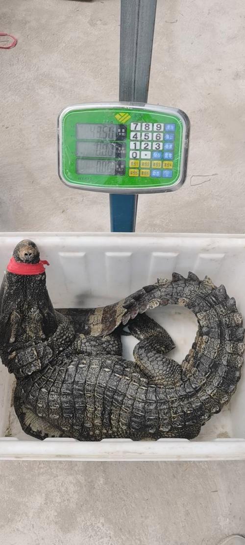 鳄鱼养殖选什么品种最合适？-图2