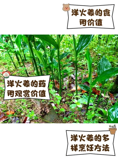 洋姜怎么种？视频教你种出好洋姜！-图2