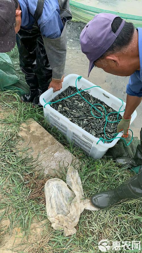 人工黑鱼养殖技术视频有哪些要点？-图2