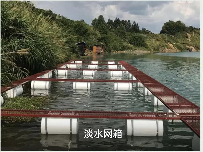 网箱养泥鳅视频技术要点有哪些？-图1