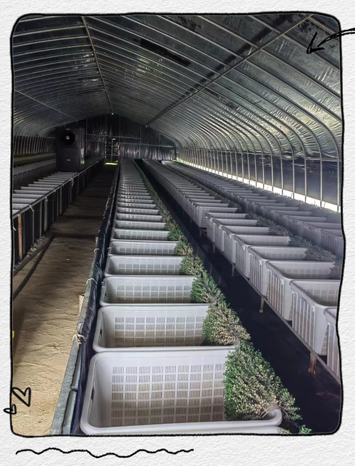 江西泥鳅黄鳝养殖技术有哪些关键要点？-图1