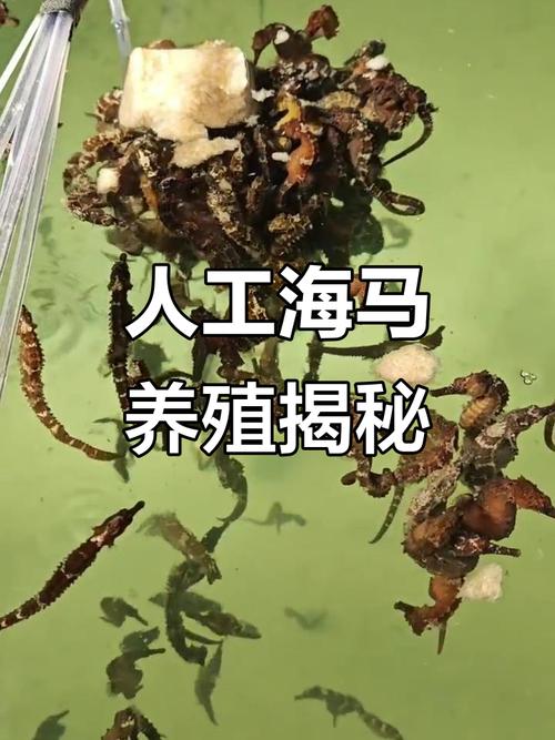 海马养殖技术视频全集有哪些要点？-图1