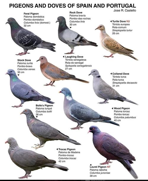 蛋鸽养殖选什么品种最合适？-图1