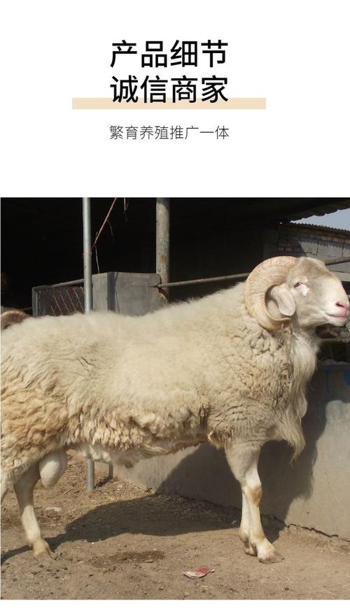 杂交羊肉口感差异大吗？-图2