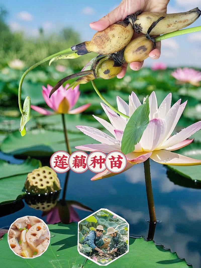 莲藕养殖技术视频，怎么学才高效？-图2