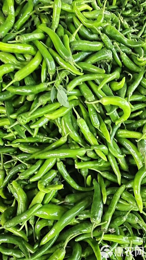 2025杭椒价格会涨还是跌？-图3