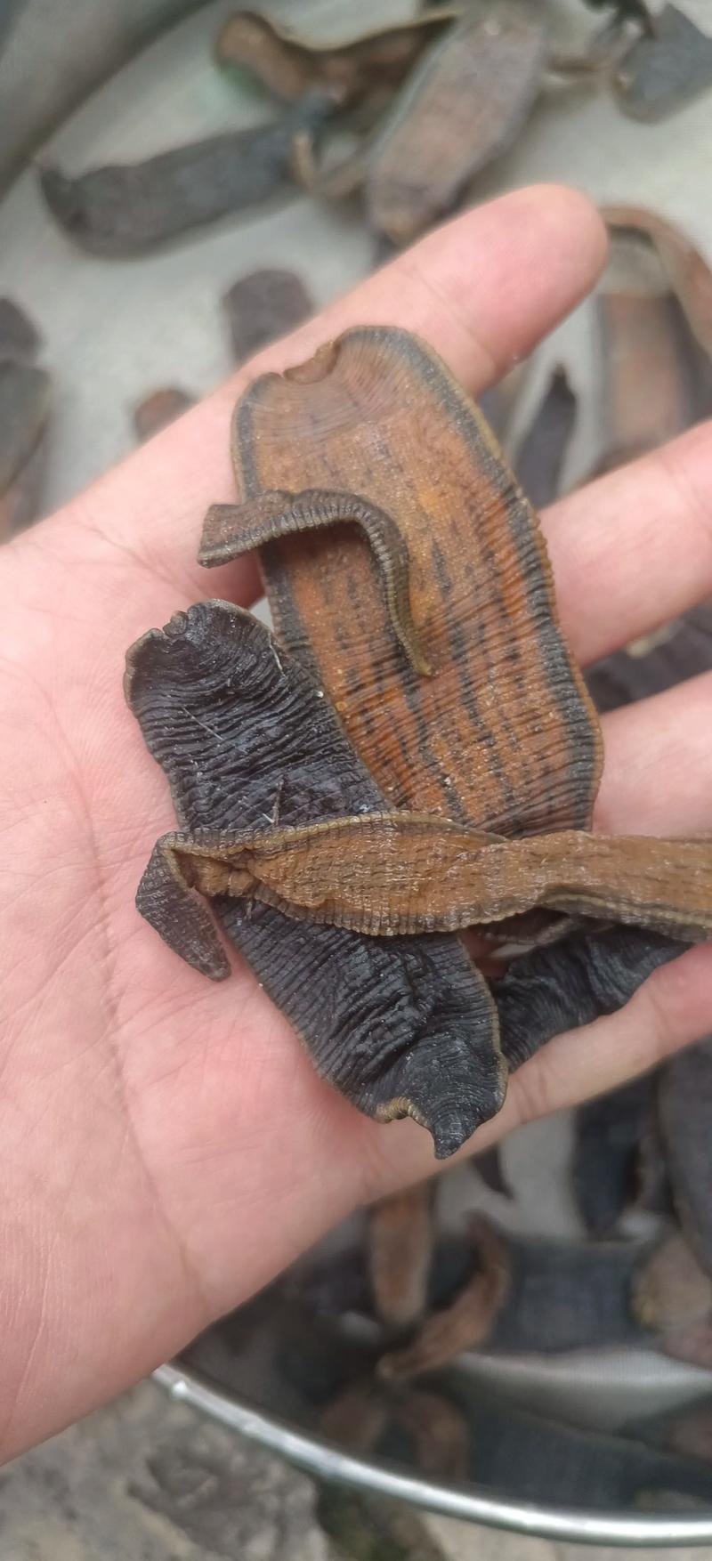 2025年蚂蟥的价格-图2