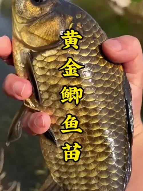 黄金鲫鱼夏花养殖关键要点有哪些？-图2