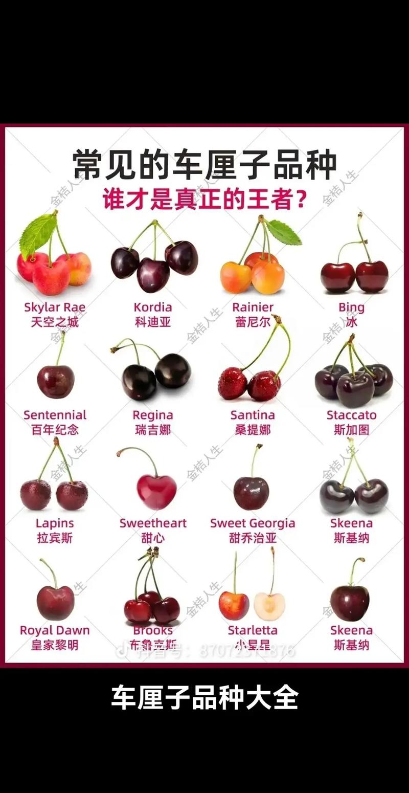樱桃品种哪种价格最好？-图1