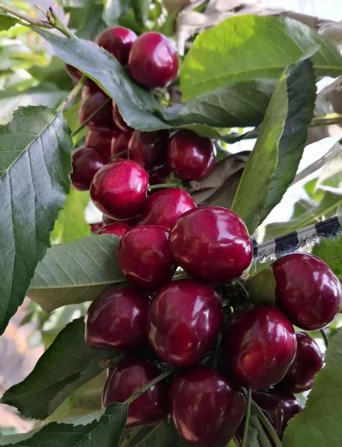 樱桃品种哪种价格最好？-图2