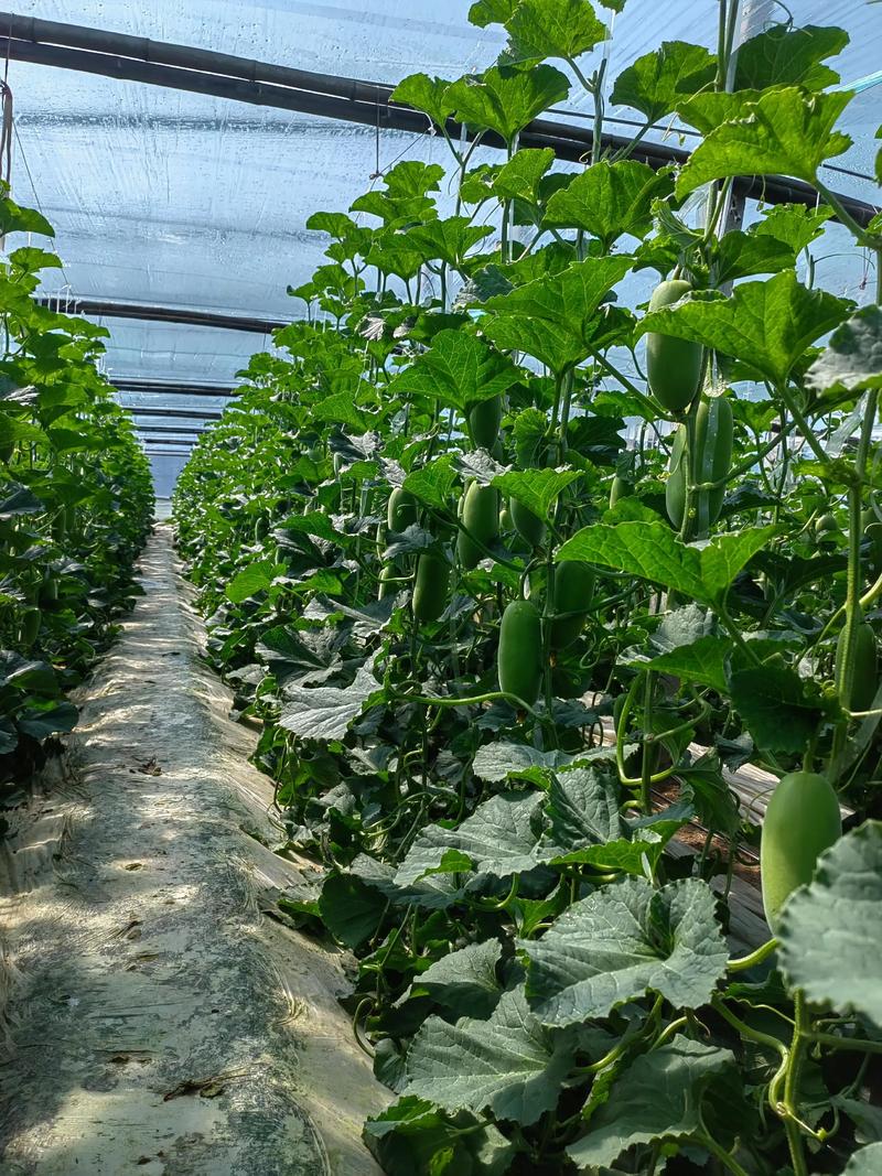 日本甜瓜种植技术视频，核心技巧有哪些？-图1