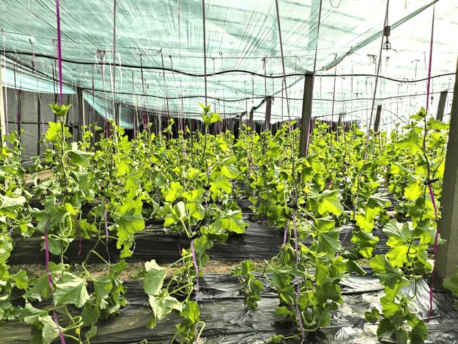 日本甜瓜种植技术视频，核心技巧有哪些？-图3