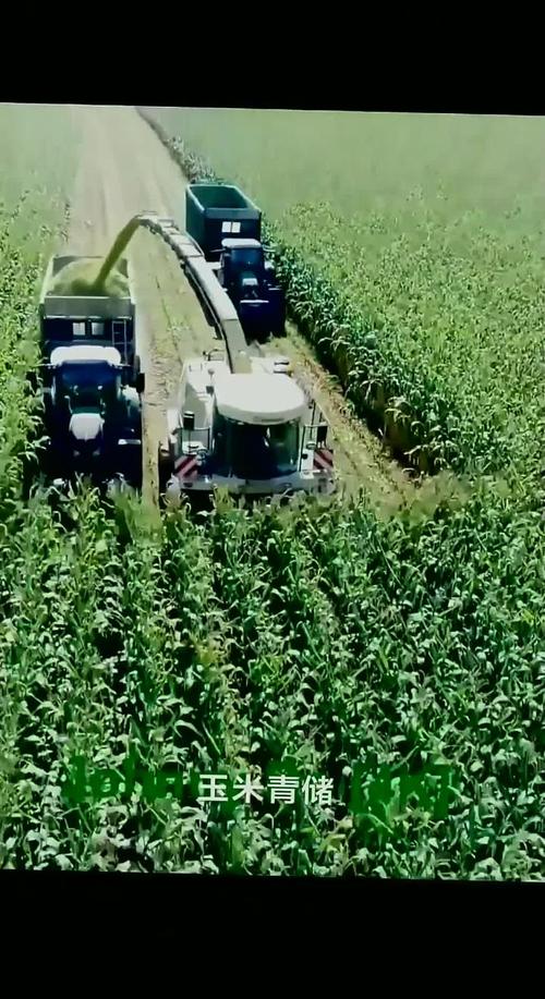 青贮玉米后期管理技术-图1