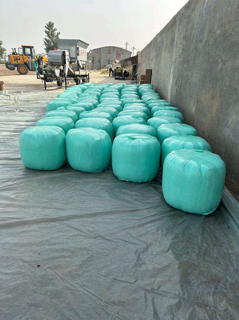 青贮玉米后期管理技术-图2