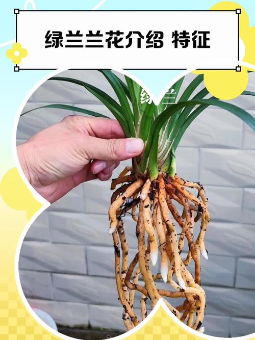 怎样从外观看兰花品种-图1