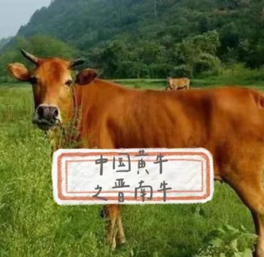 中国最大牛品种是哪种？-图1