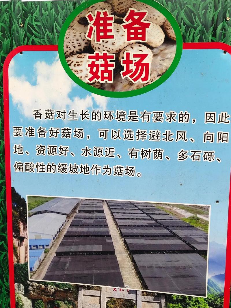 蘑菇种植技术要点有哪些？-图1