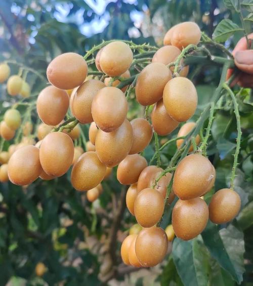 黄皮苹果是哪个品种？-图3