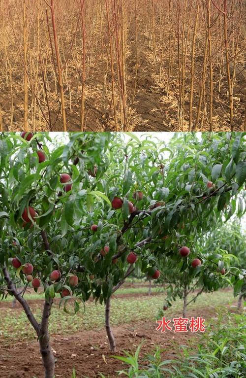 大棚种桃树选什么品种好？-图2