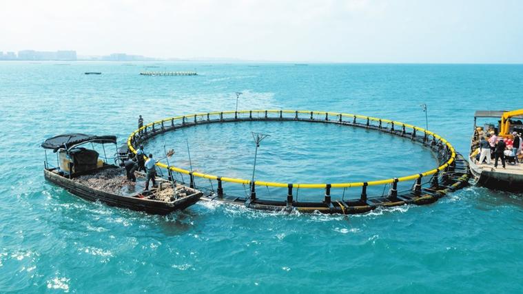 深海网箱养殖技术现状如何?-图2 深海网箱养殖技术现状如何?-图2