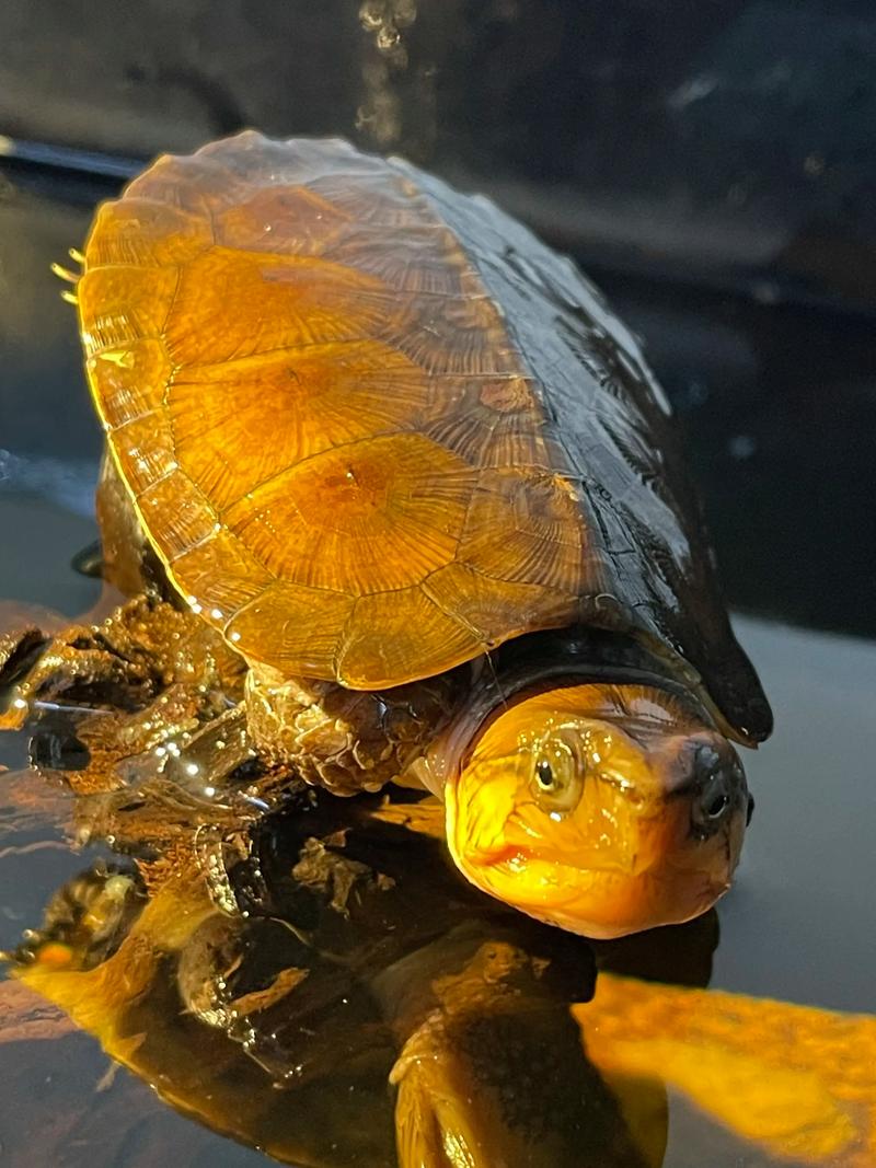 鹰嘴龟苗价格2025-图1