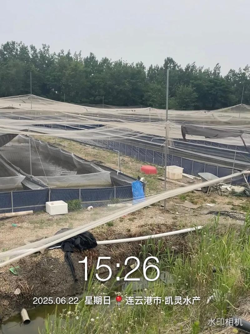 江苏水蛭养殖技术基地有何核心优势？-图2