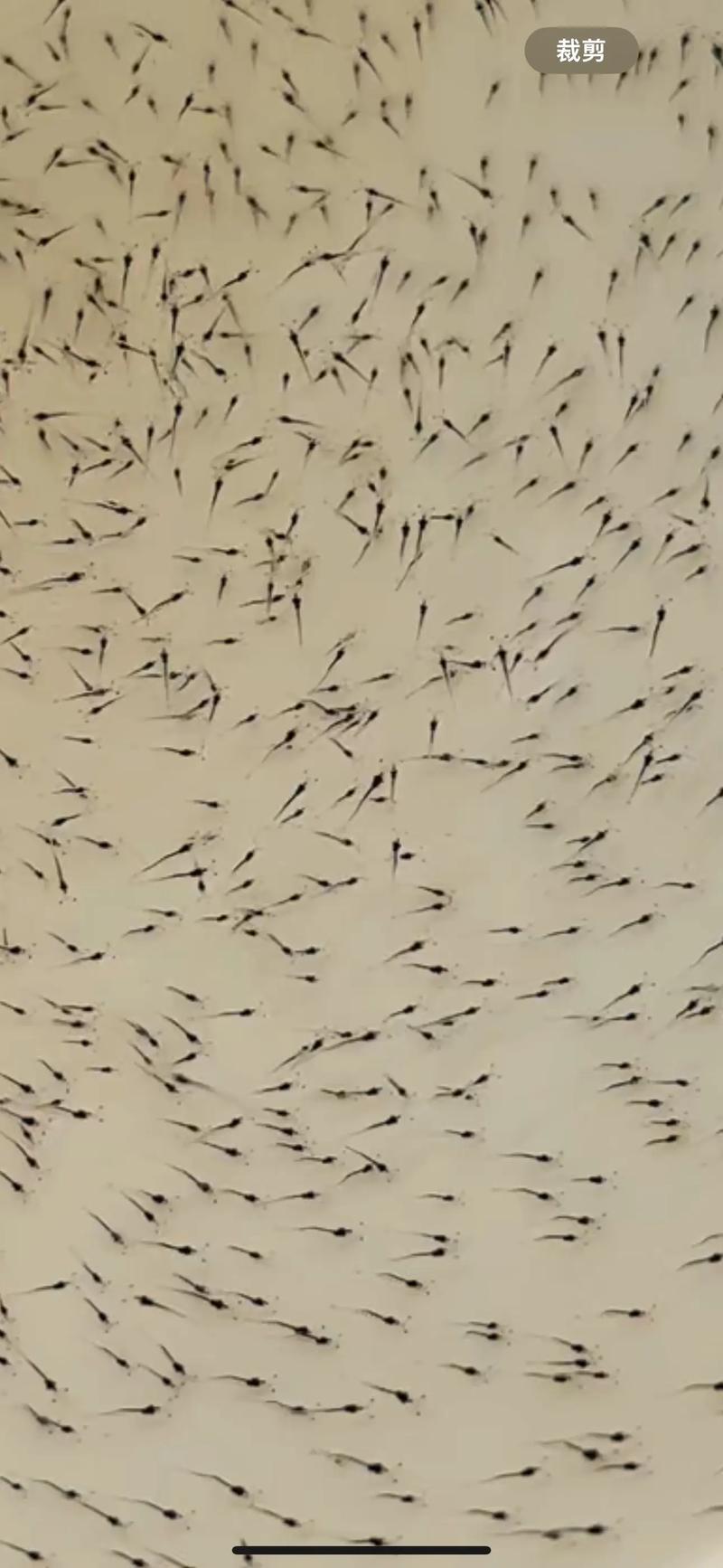 粤海虾苗是什么品种?-图1 粤海虾苗是什么品种?-图1