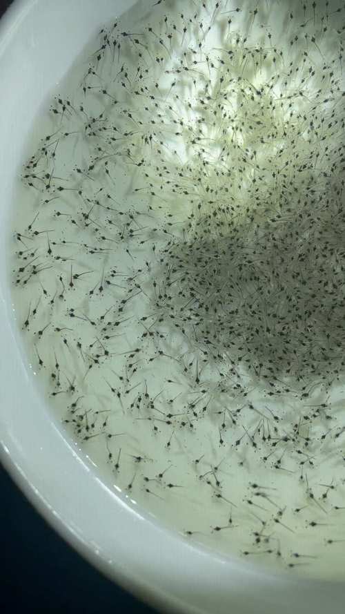 粤海虾苗是什么品种?-图2 粤海虾苗是什么品种?-图2