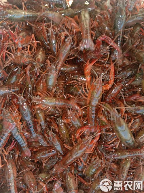 粤海虾苗是什么品种?-图3 粤海虾苗是什么品种?-图3