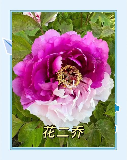 牡丹二乔图片品种有何独特之处？-图2