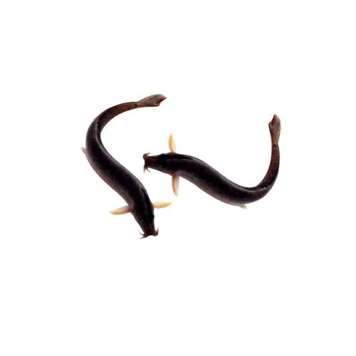 台湾泥鳅养殖技术是骗局吗？-图1