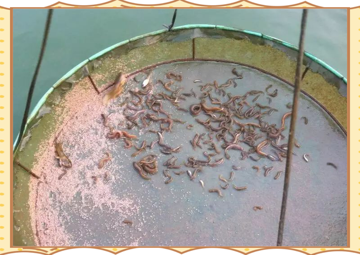 台湾泥鳅养殖技术是骗局吗？-图2