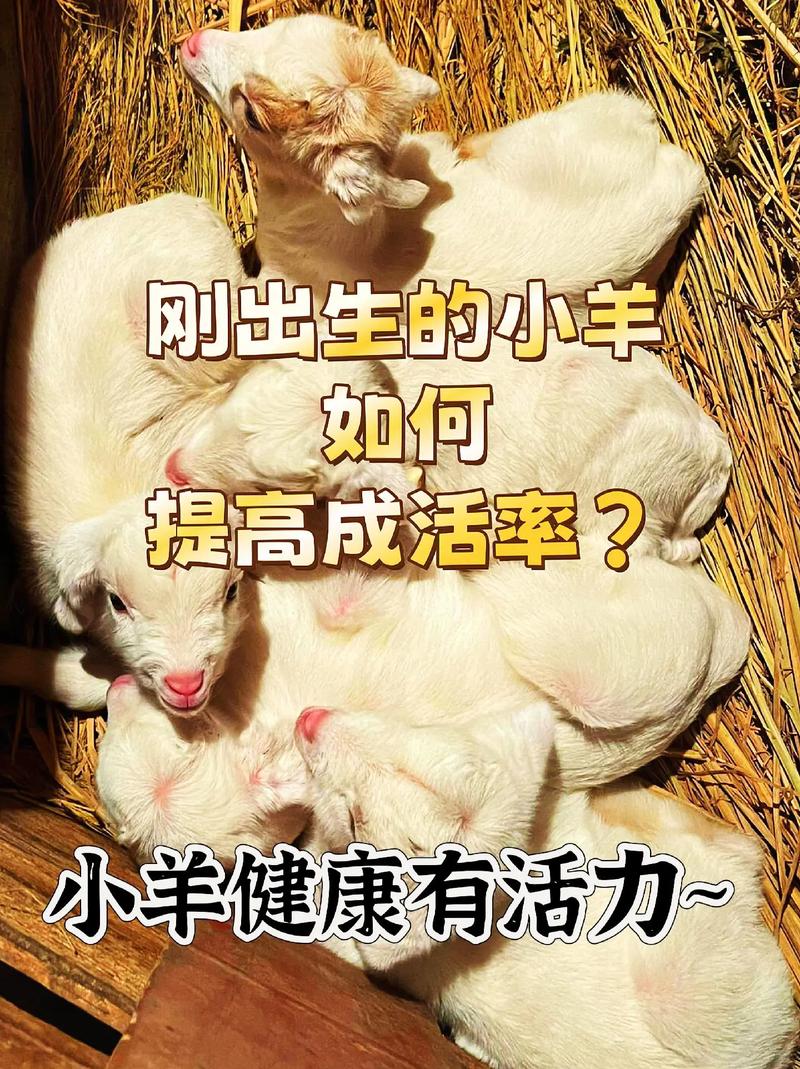 品种羊保护计划有哪些具体措施?-图3 品种羊保护计划有哪些具体措施?-图3