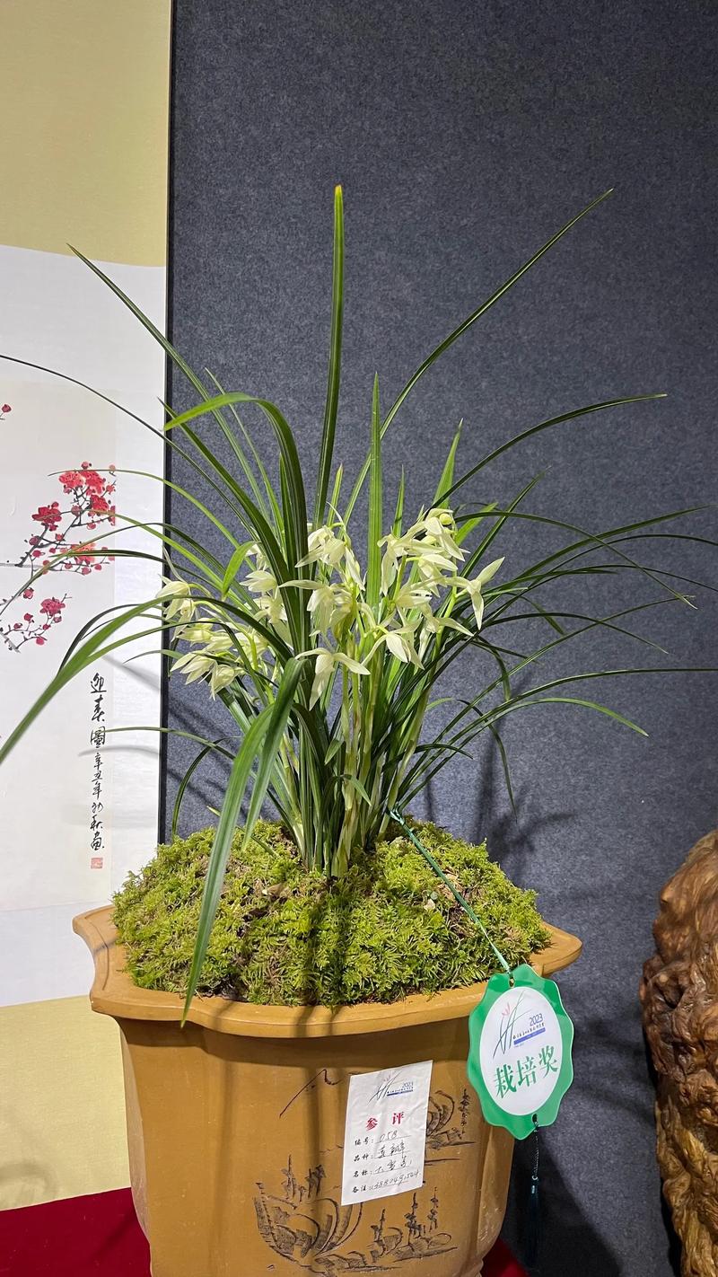 大雪素兰花品种究竟有多少？-图1