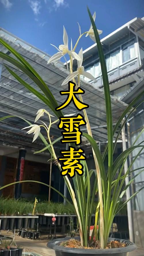 大雪素兰花品种究竟有多少？-图3