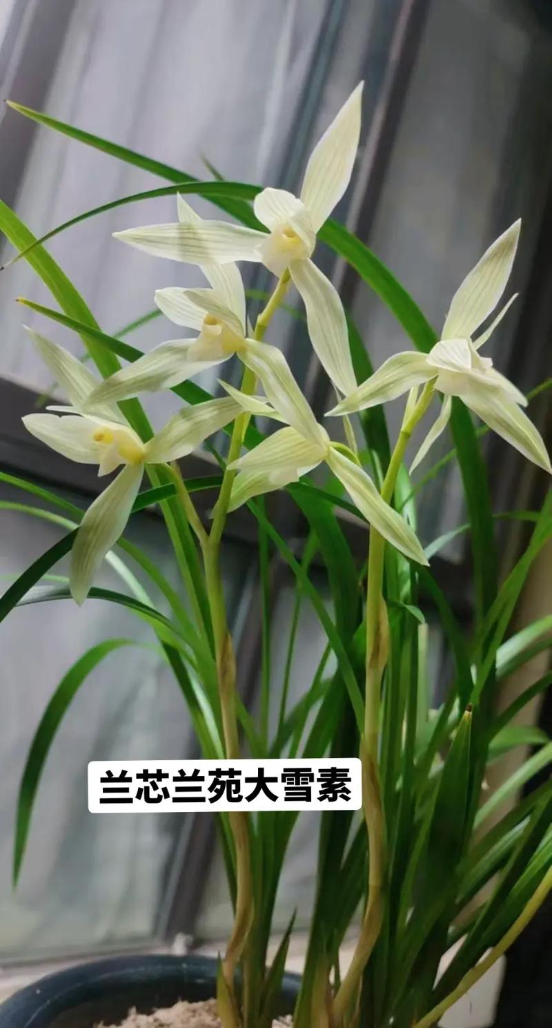 大雪素兰花品种究竟有多少？-图2