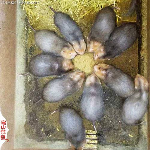 2025广州竹鼠价格会涨还是跌？-图2