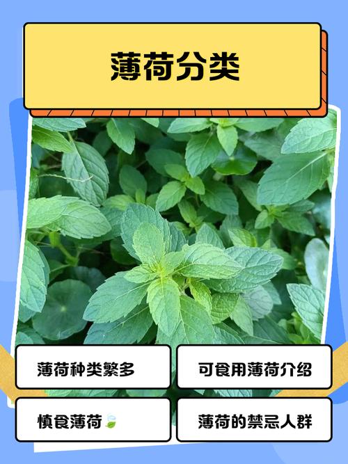 薄荷品种有哪些？附图片对比-图1