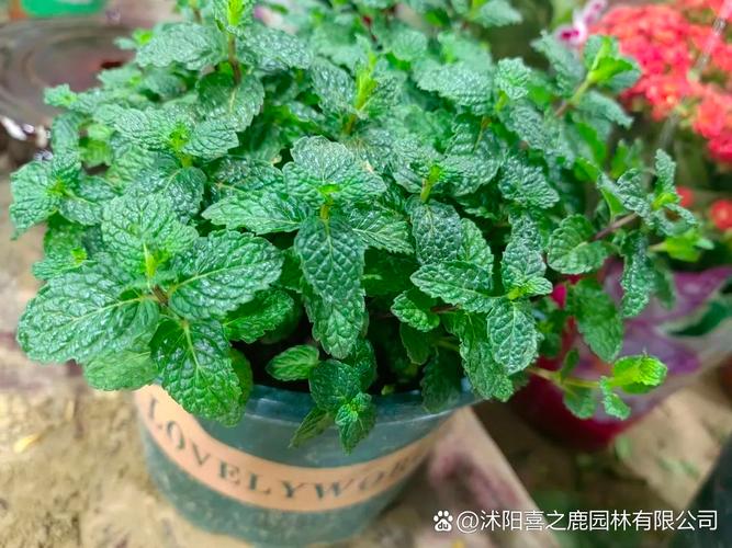 薄荷品种有哪些？附图片对比-图2