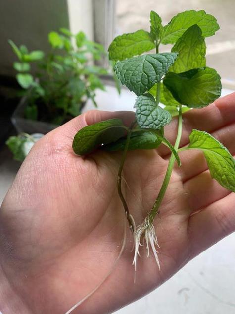 薄荷品种有哪些？附图片对比-图3